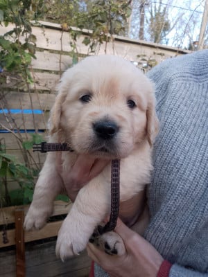 Les chiots de Golden Retriever