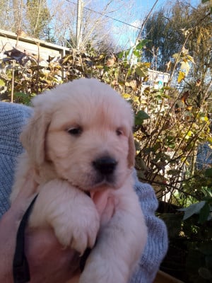 Les chiots de Golden Retriever