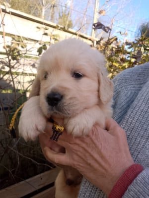 Les chiots de Golden Retriever