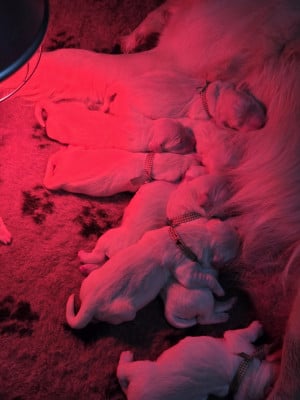 Les chiots de Golden Retriever