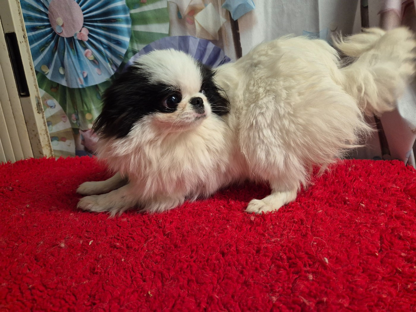 Ai De La Combe Grande