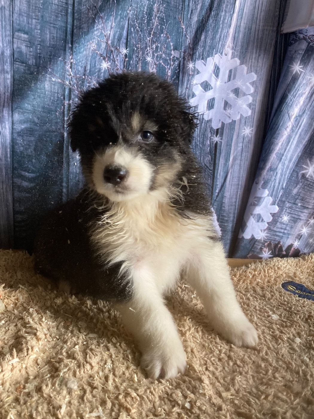 Aladin - Berger Australien