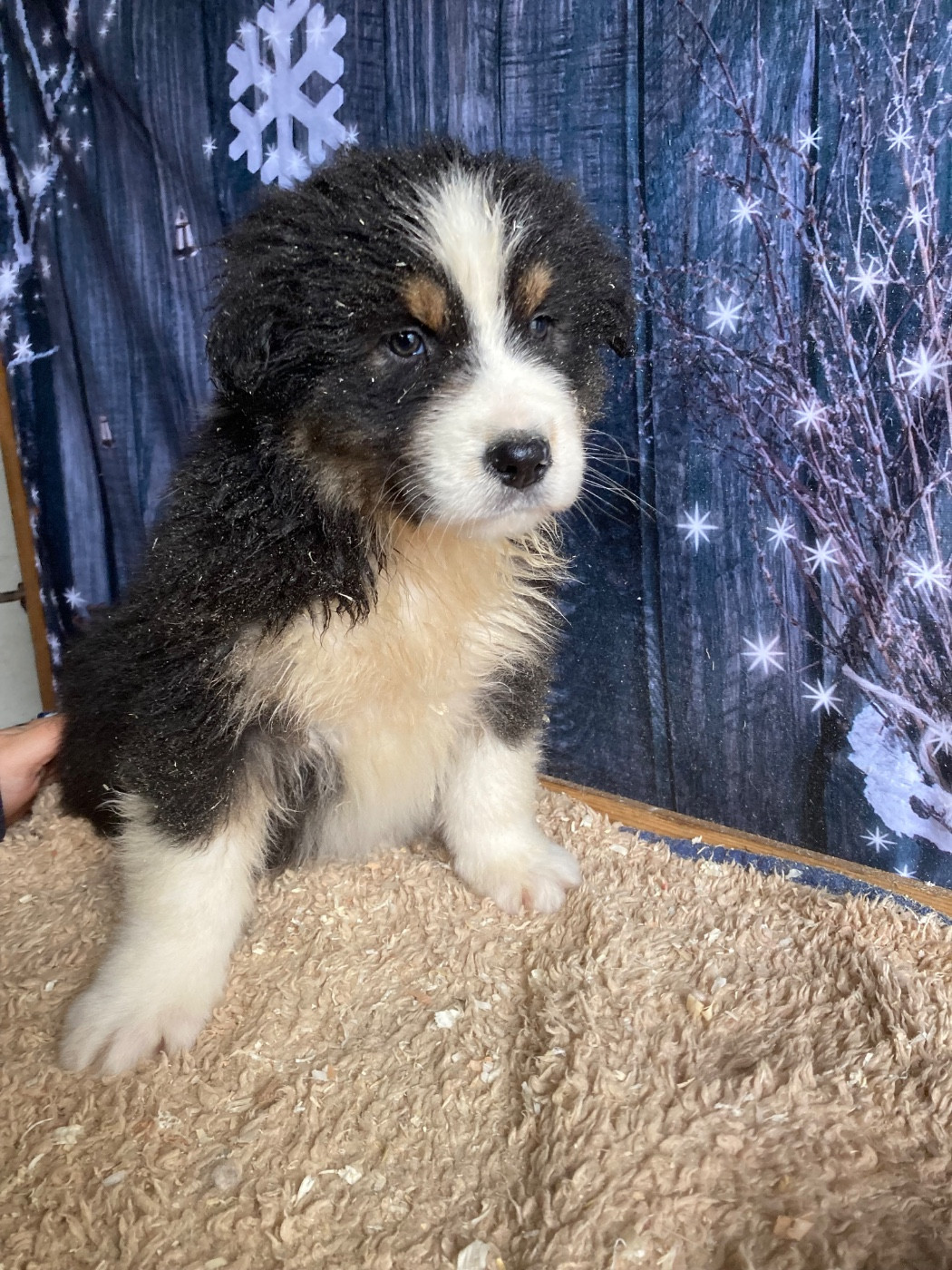 Atlas - Berger Australien