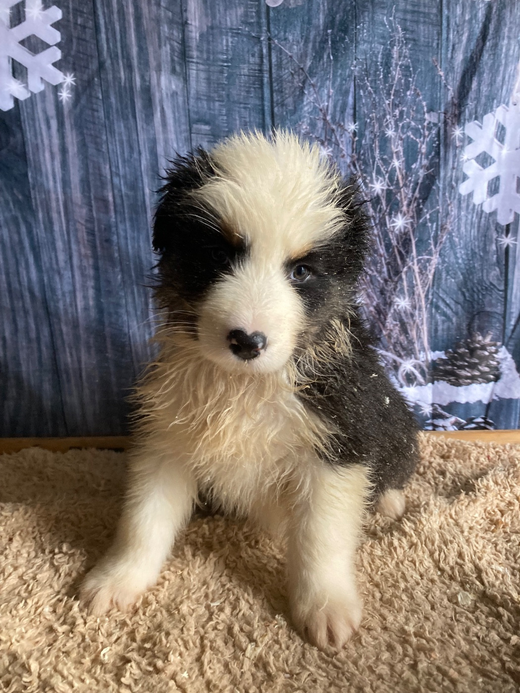 Acajou - Berger Australien