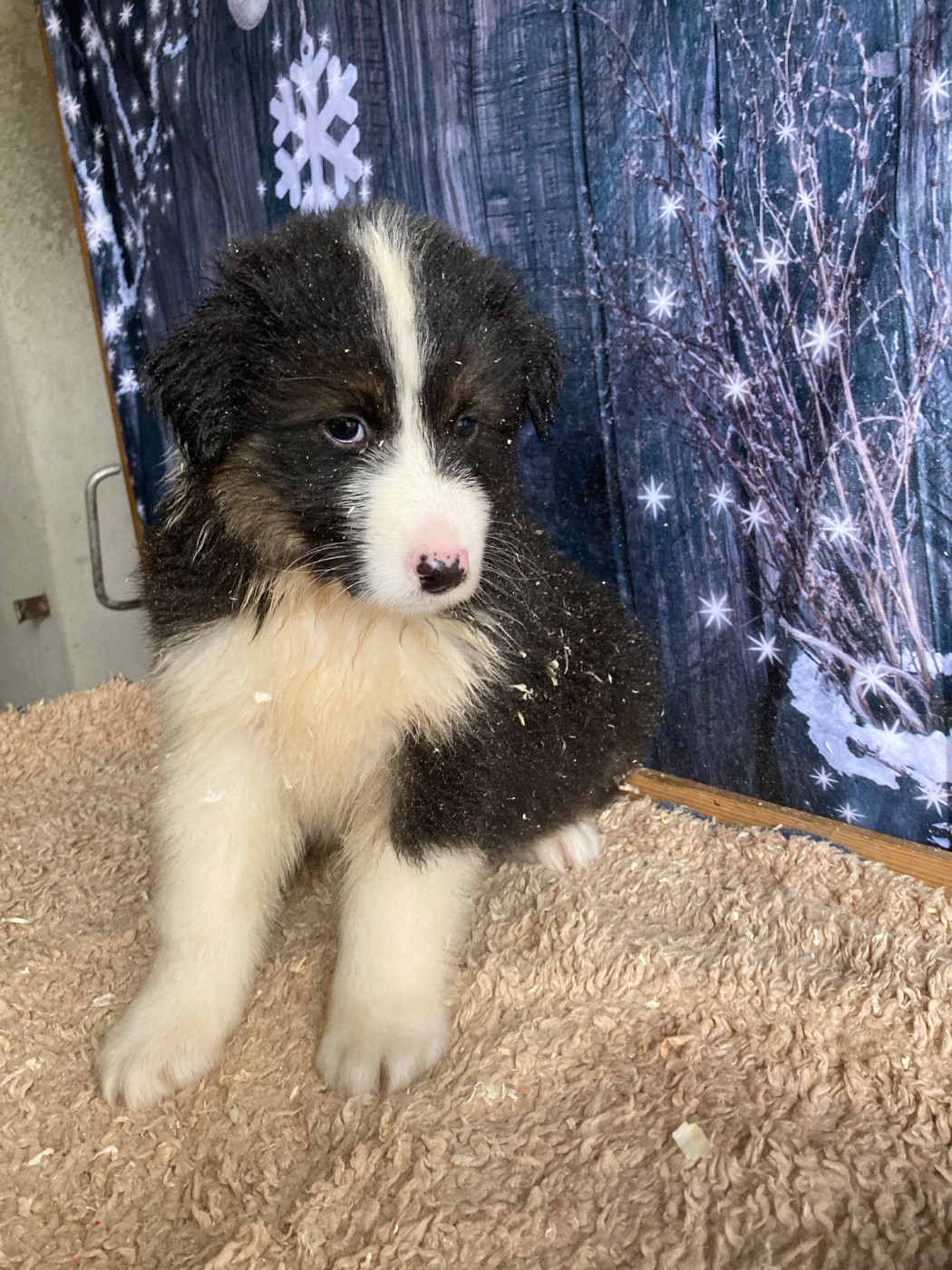 Ambre - Berger Australien