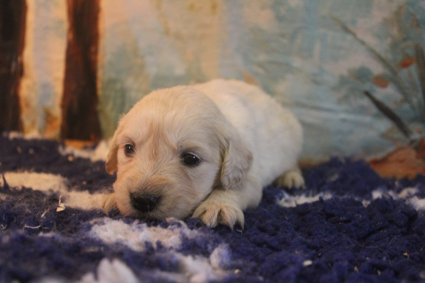 CHIOT 1 - Golden Retriever