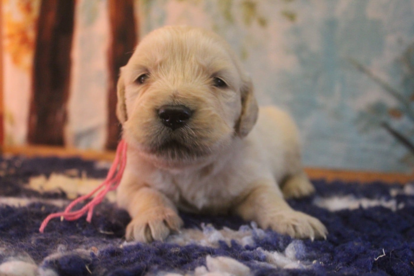 CHIOT collier rose - Golden Retriever