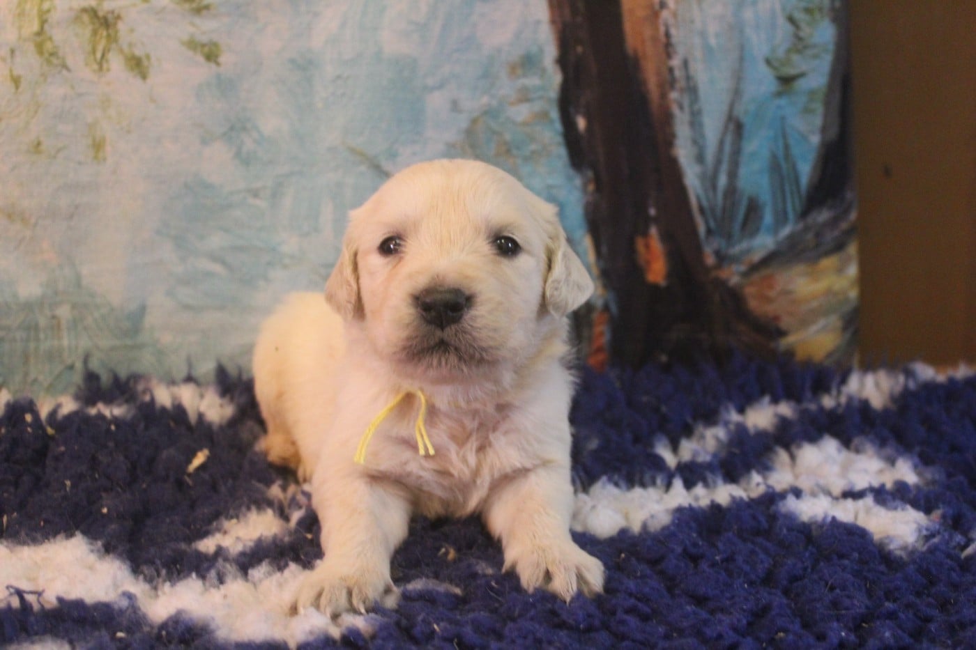 CHIOT collier jaune - Golden Retriever