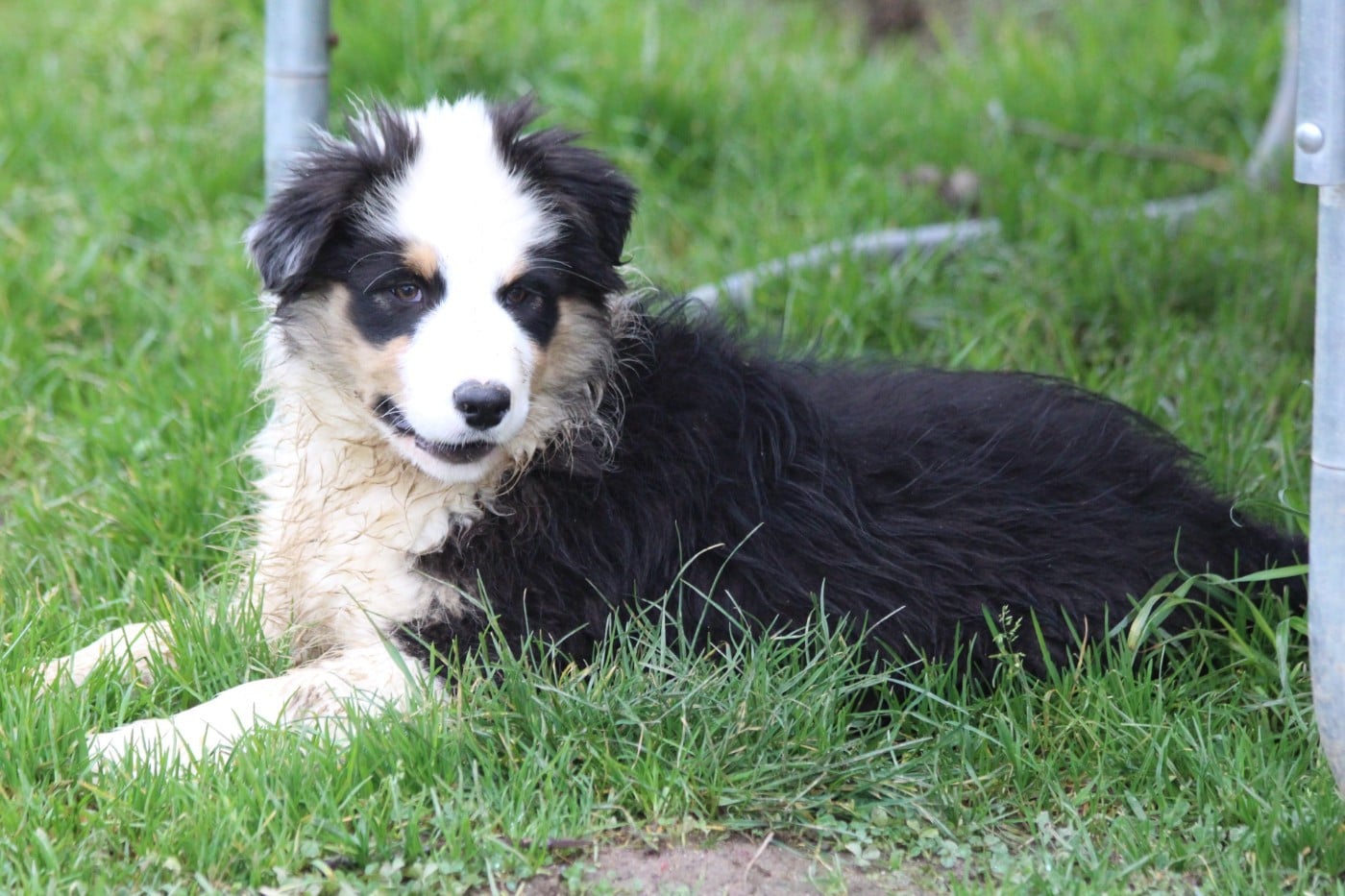 Acajou - Berger Australien