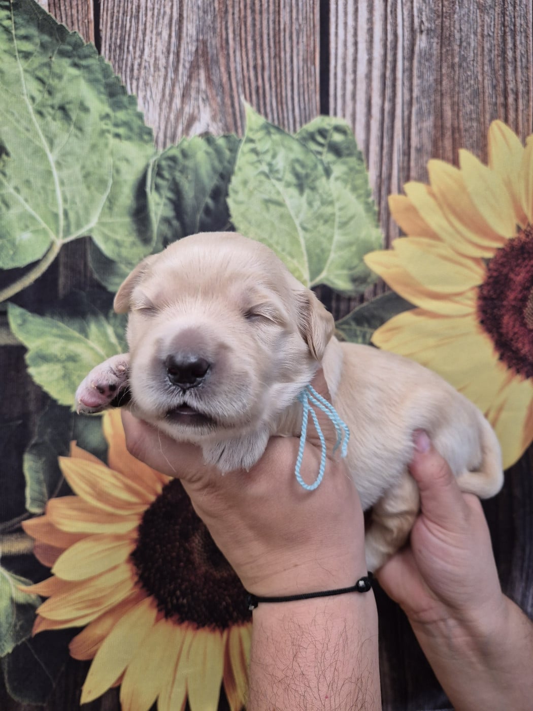 Collier bleu - Golden Retriever
