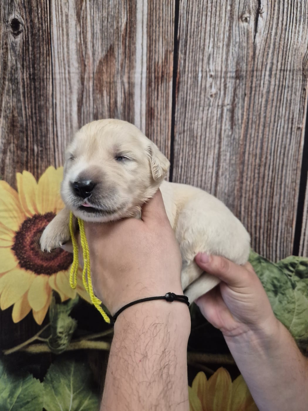Collier vert - Golden Retriever