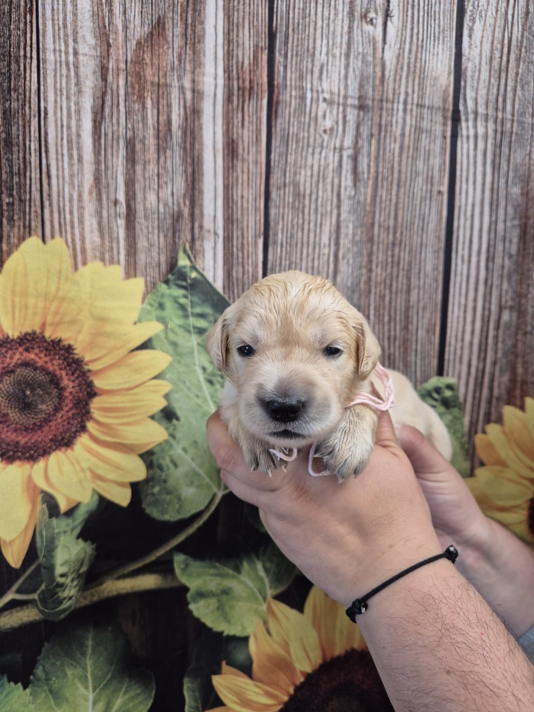 Collier rose - Golden Retriever