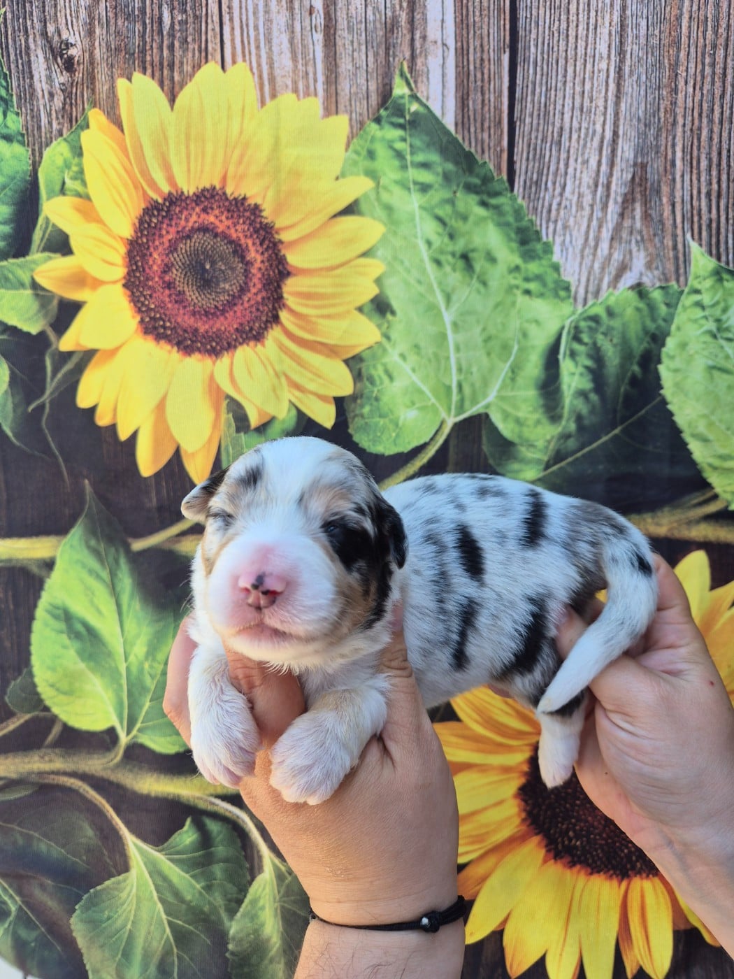 Mâle Bleu merle - Berger Australien