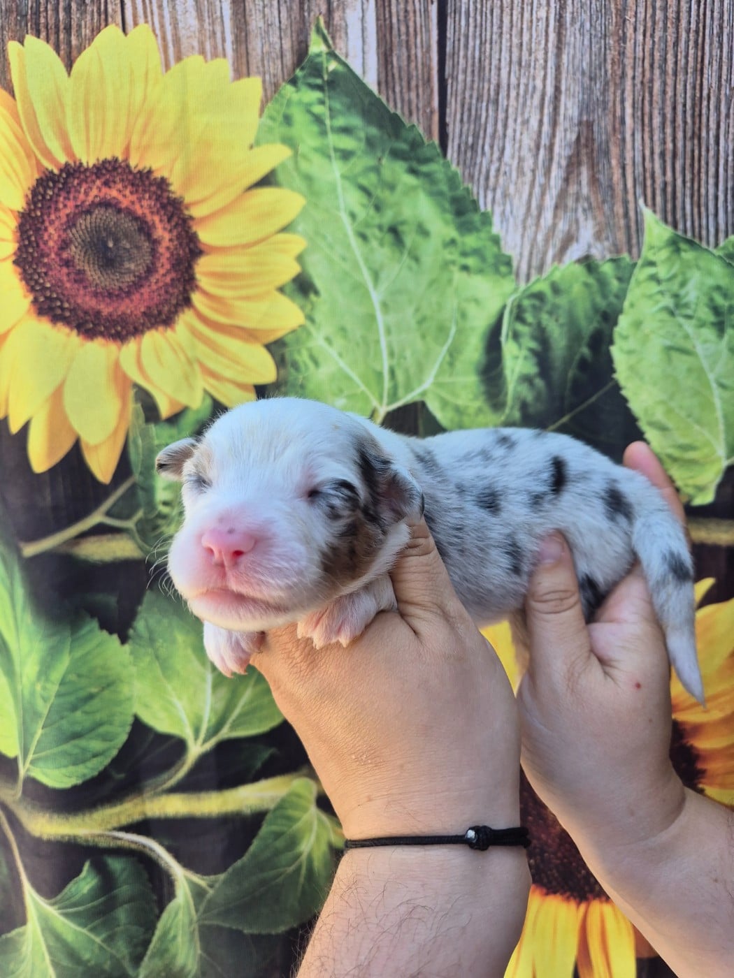 Femelle Bleu merle - Berger Australien