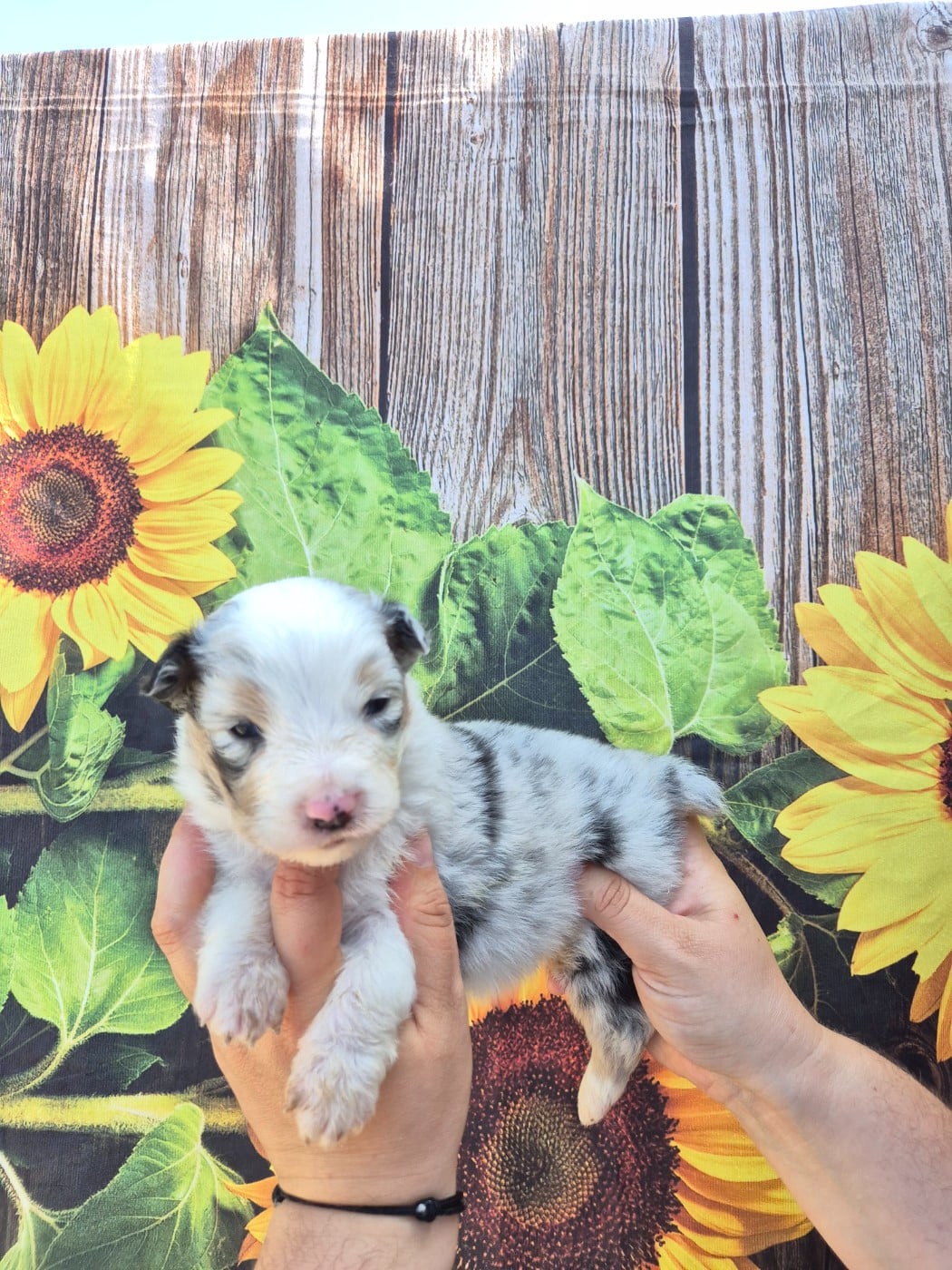 Mâle Bleu merle - Berger Australien