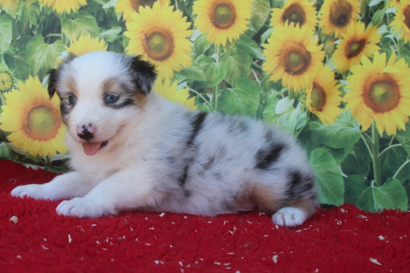 Mâle Bleu merle - Berger Australien