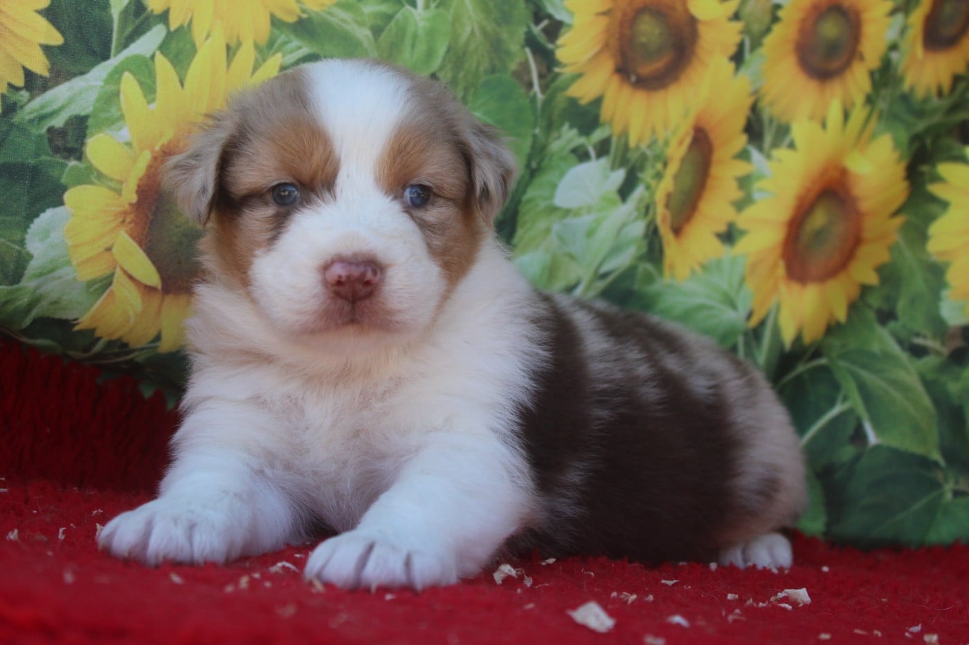 Femelle rouge merle - Berger Australien