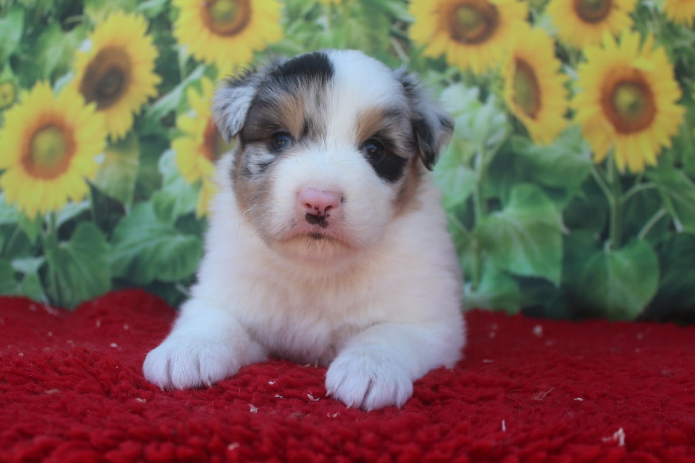 Mâle Bleu merle - Berger Australien
