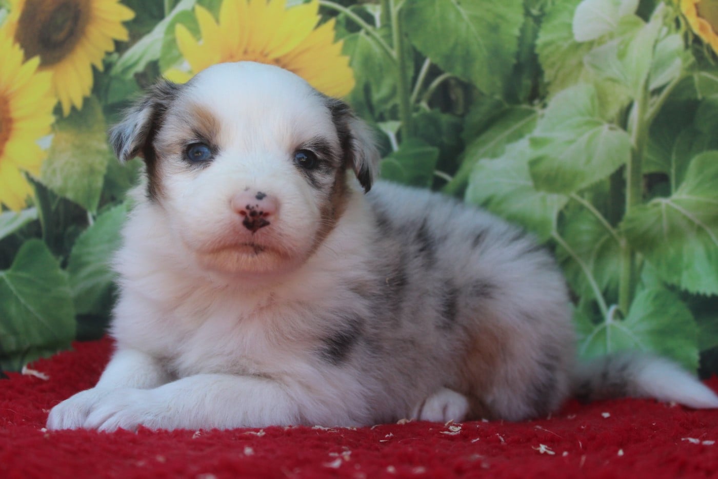Mâle Bleu merle - Berger Australien