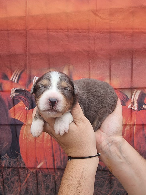 Les chiots de Berger Australien