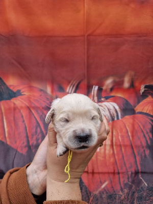 Les chiots de Golden Retriever