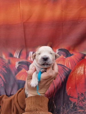 Les chiots de Golden Retriever