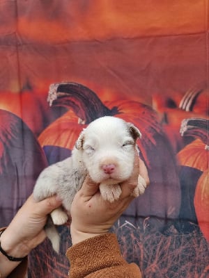 Les chiots de Berger Australien