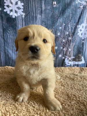 Les chiots de Golden Retriever