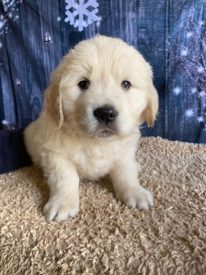Les chiots de Golden Retriever