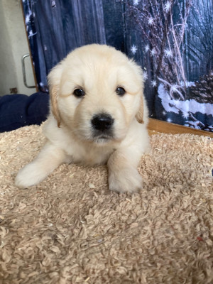 Les chiots de Golden Retriever
