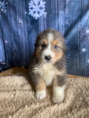 Les chiots de Berger Australien