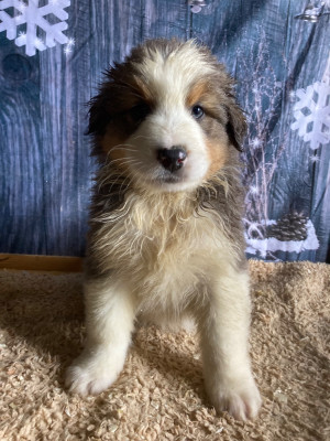 Les chiots de Berger Australien