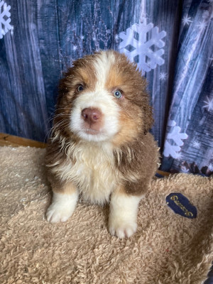Les chiots de Berger Australien