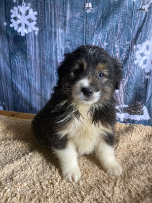 Les chiots de Berger Australien