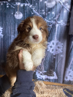 Les chiots de Berger Australien