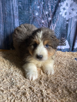 Les chiots de Berger Australien