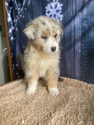 Les chiots de Berger Australien