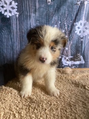 Les chiots de Berger Australien