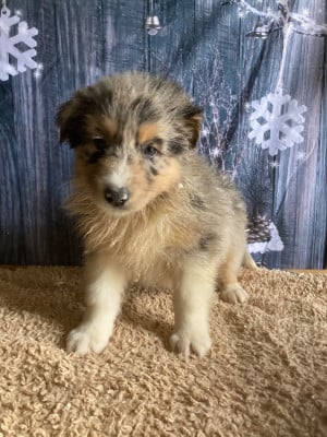 Les chiots de Berger Australien