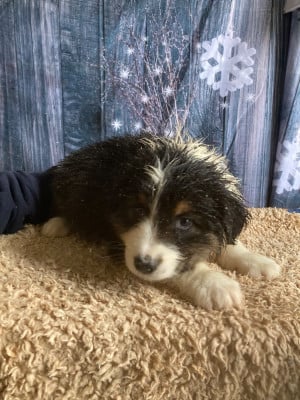 Les chiots de Berger Australien