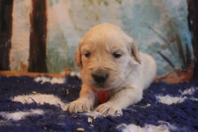 Les chiots de Golden Retriever