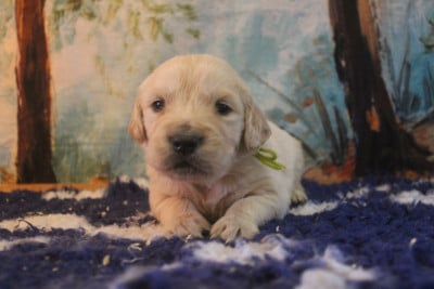 Les chiots de Golden Retriever