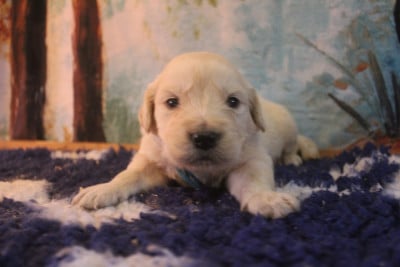 Les chiots de Golden Retriever