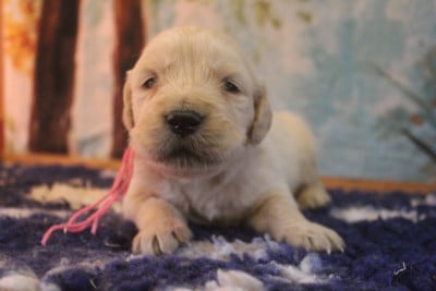 Les chiots de Golden Retriever
