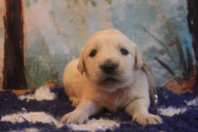 Les chiots de Golden Retriever