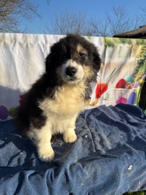 Les chiots de Berger Australien
