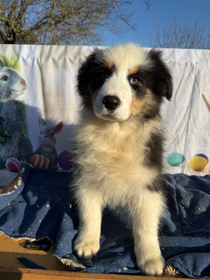 Les chiots de Berger Australien