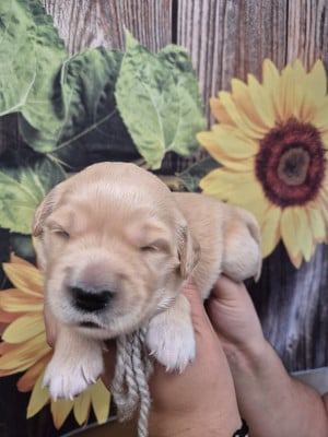 Les chiots de Golden Retriever
