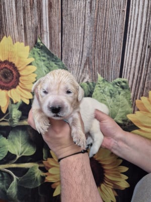 Les chiots de Golden Retriever