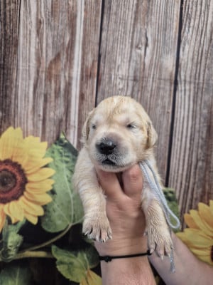 Les chiots de Golden Retriever